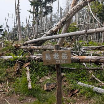 最後のピーク易老岳
ここからの下山が長い長い…💦