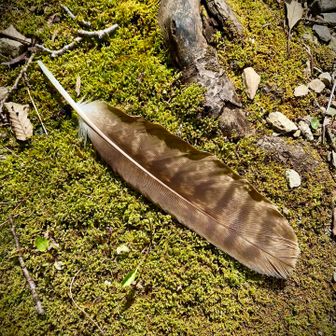 トビの羽らしい？