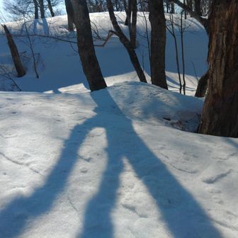 トチザウルスの椅子はまだまだ雪ノ下