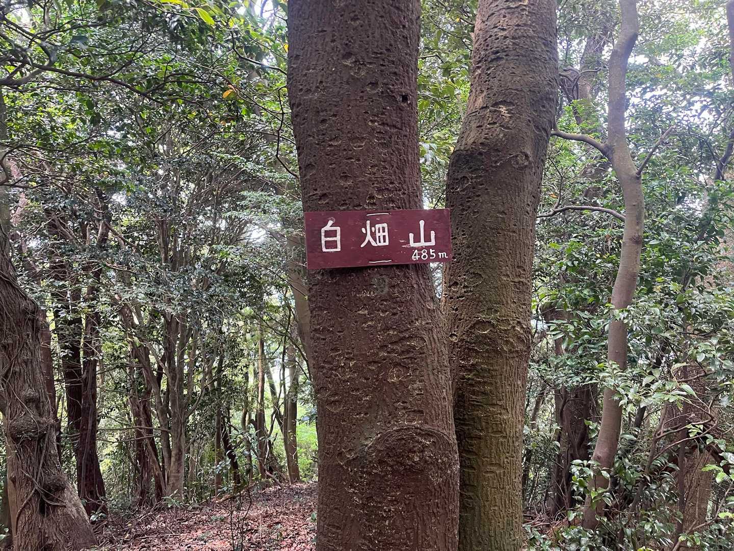 市の瀬峠-白畑山 往復コースの写真