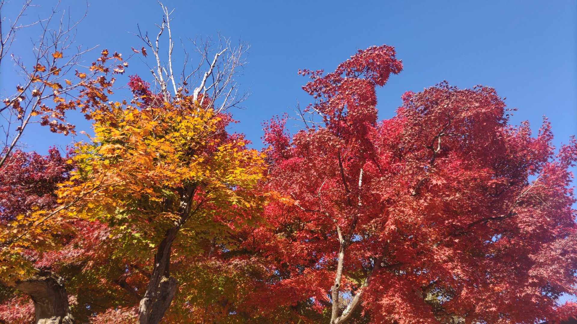 真っ赤🍁！