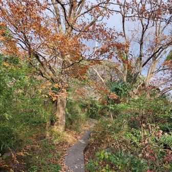 この時期、日が早くてもう日が沈みそうな角度になっています。

西日で木々が綺麗に見えますが。
