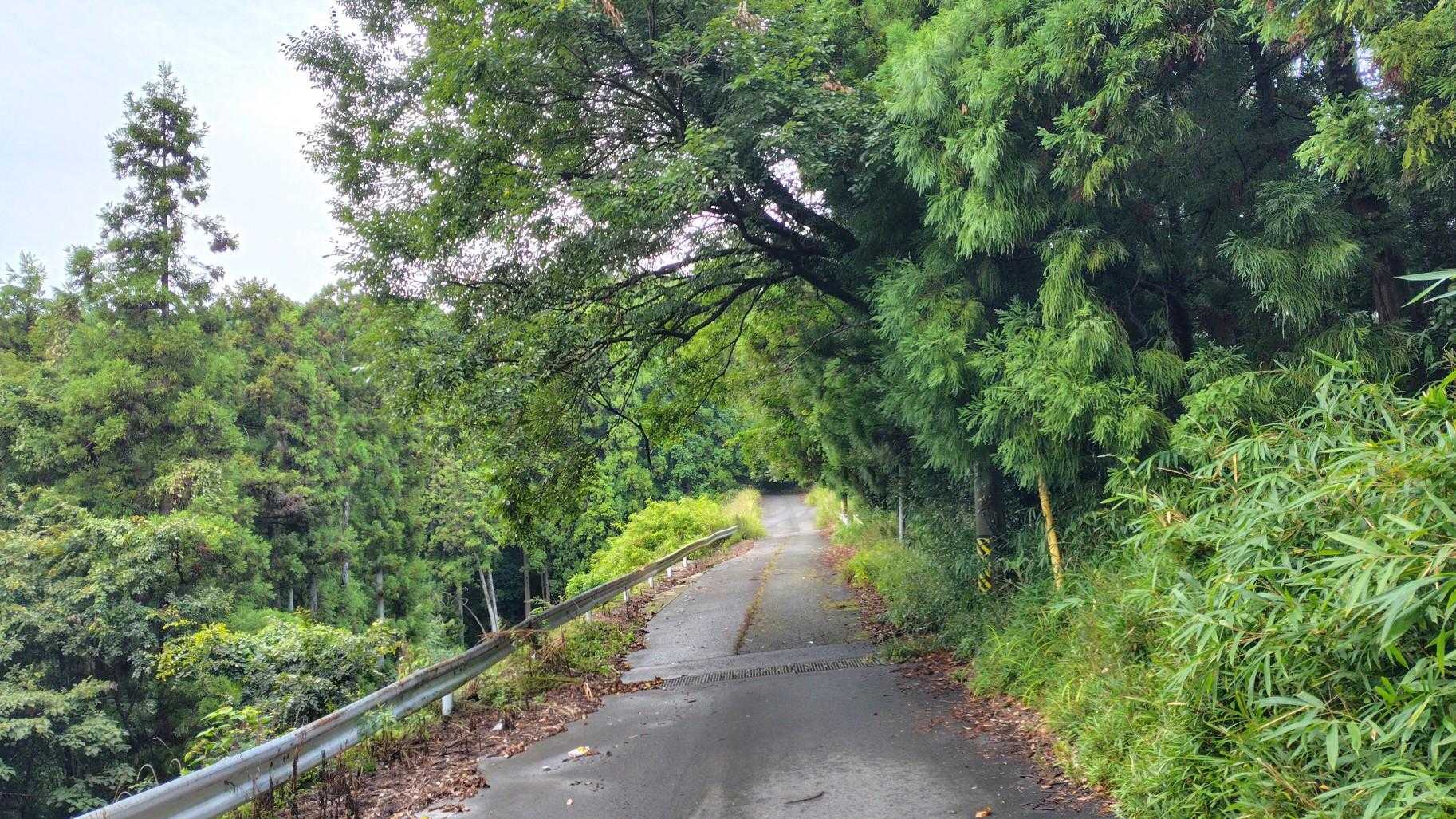 山頂手前の直線上り