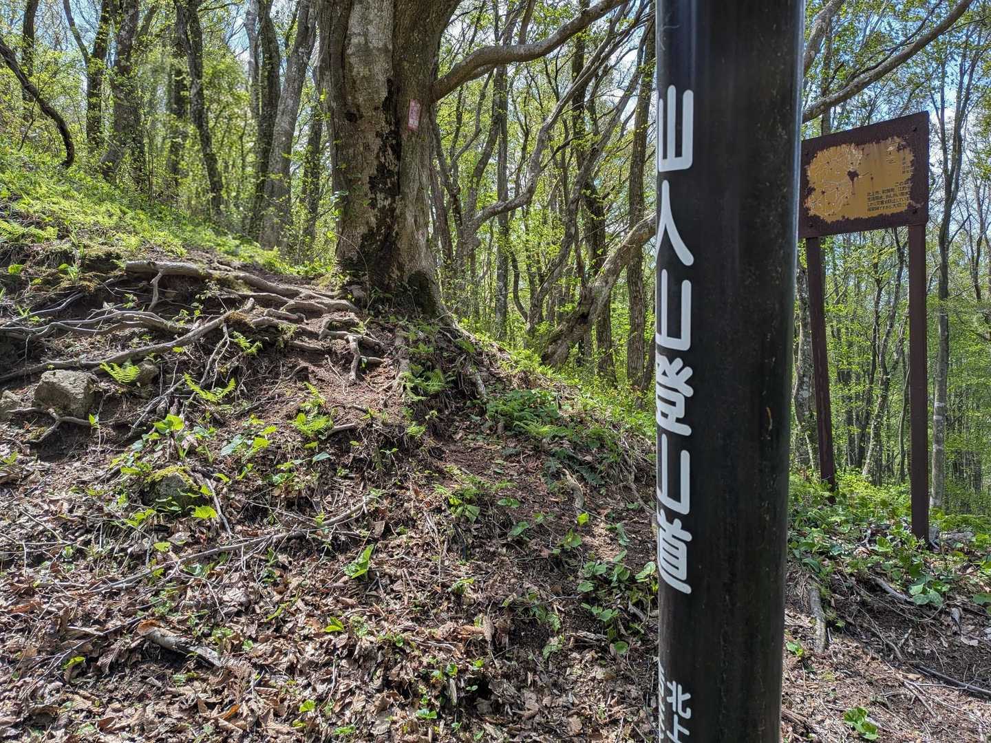 神社の左手から山頂目指します👣