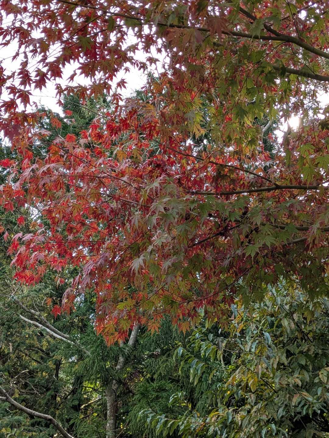 🍁✨