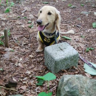 もんちゃんぱぱ