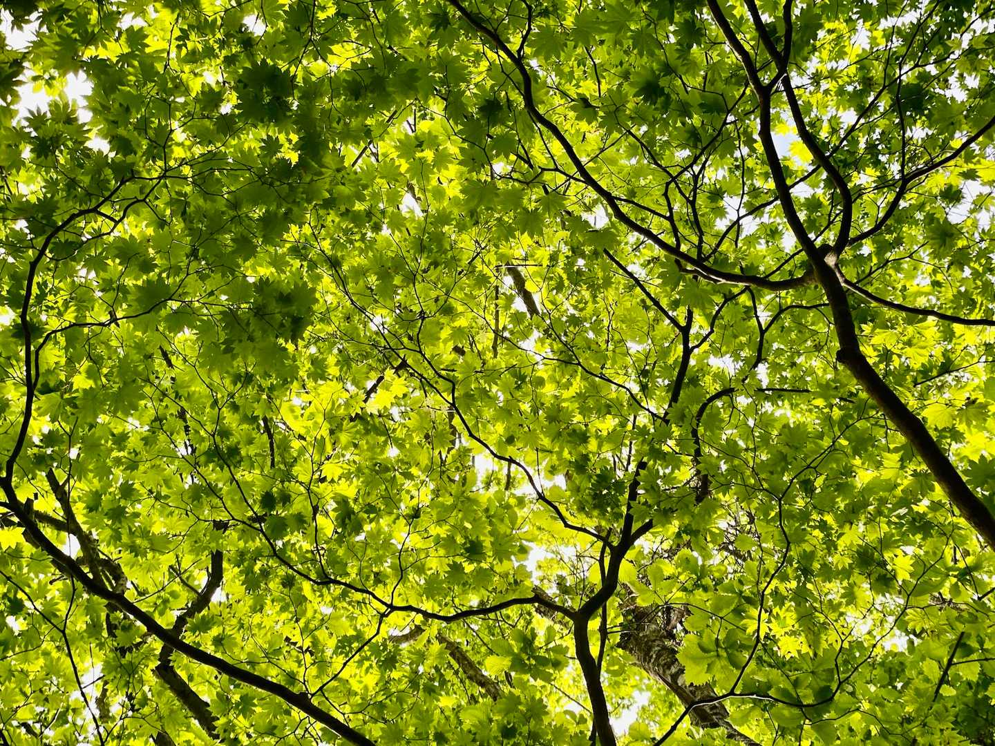 グリーン🌱の中に居る✨幸せ❤︎ 伝わる⁈