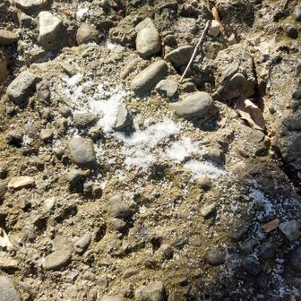 これは戻りがけに気づいたけど神社の参道に雪？と思ったら塩が間隔あけて数箇所撒いてあった、風習ですかね？