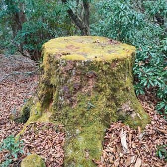 苔の切り株🪵