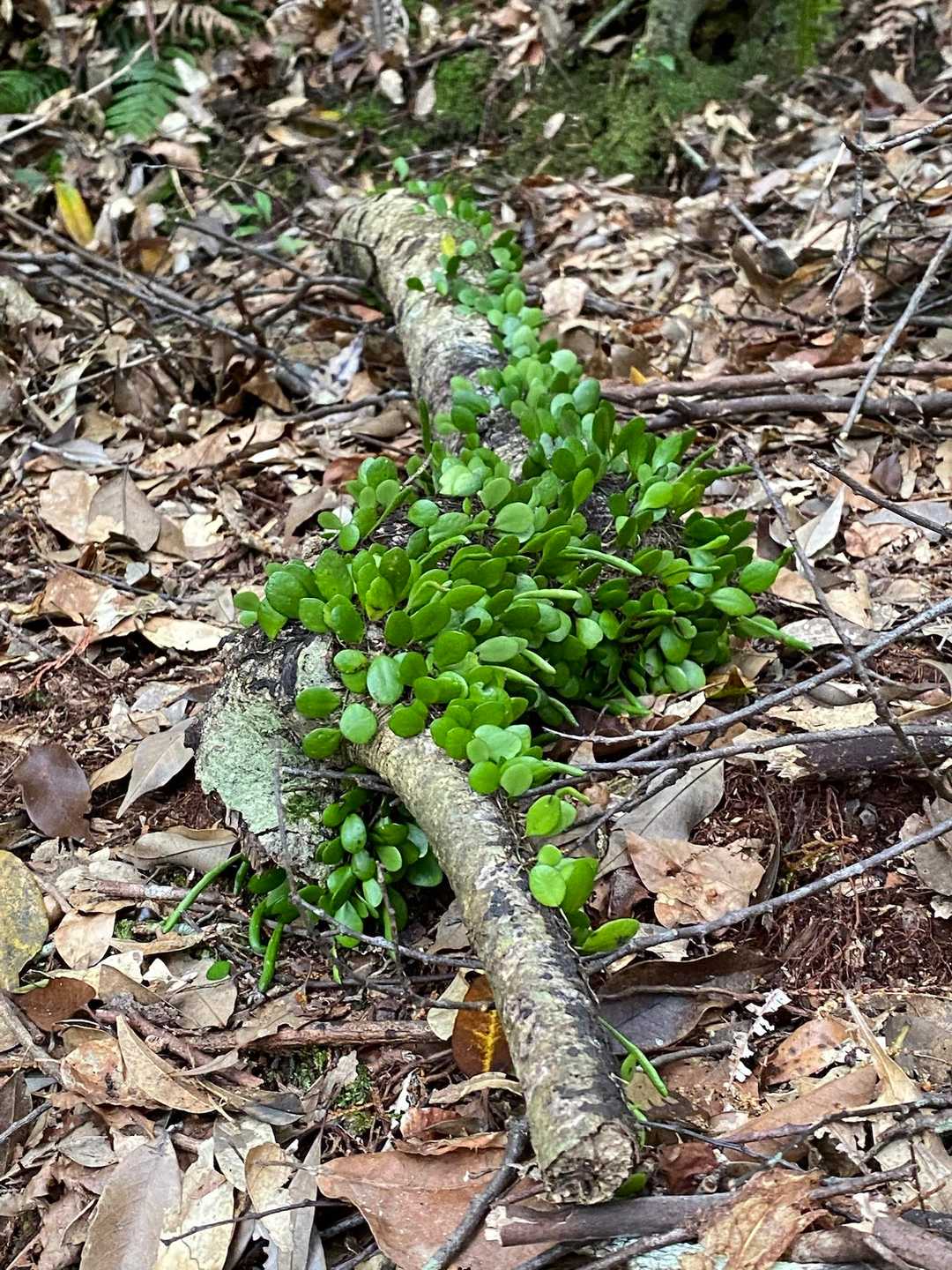 落ちた枝に葉っぱ🌿