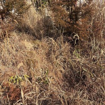 下山道への入り口
地図見ないと分からない感じです
