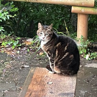 山頂のトラ猫、通称たかおくん😸
東屋にトコトコと歩いてきました🐾
やっと会えた〜🥰

首輪をしていますが、特定の飼い主はいないそうで、山頂の看板猫です
とってもおとなしく、ふっくらしています
