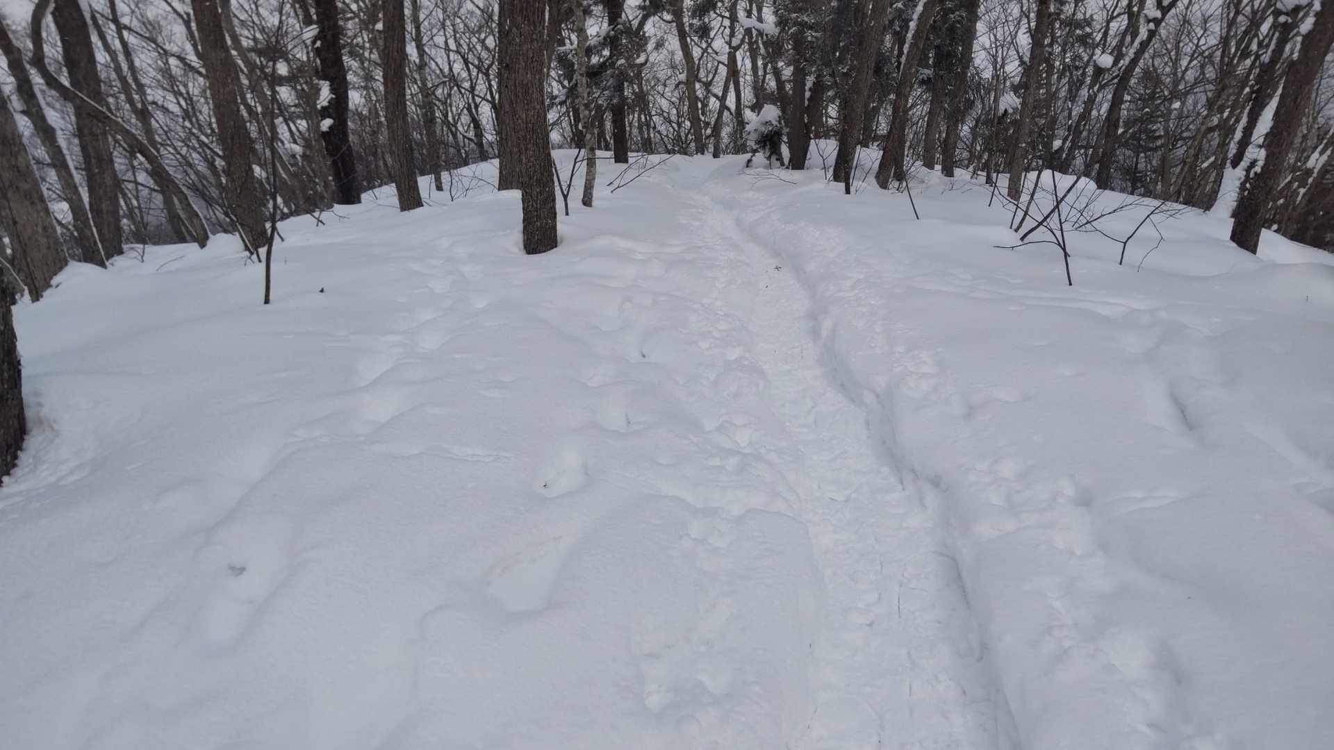 この辺が頂上。
展望は無し。