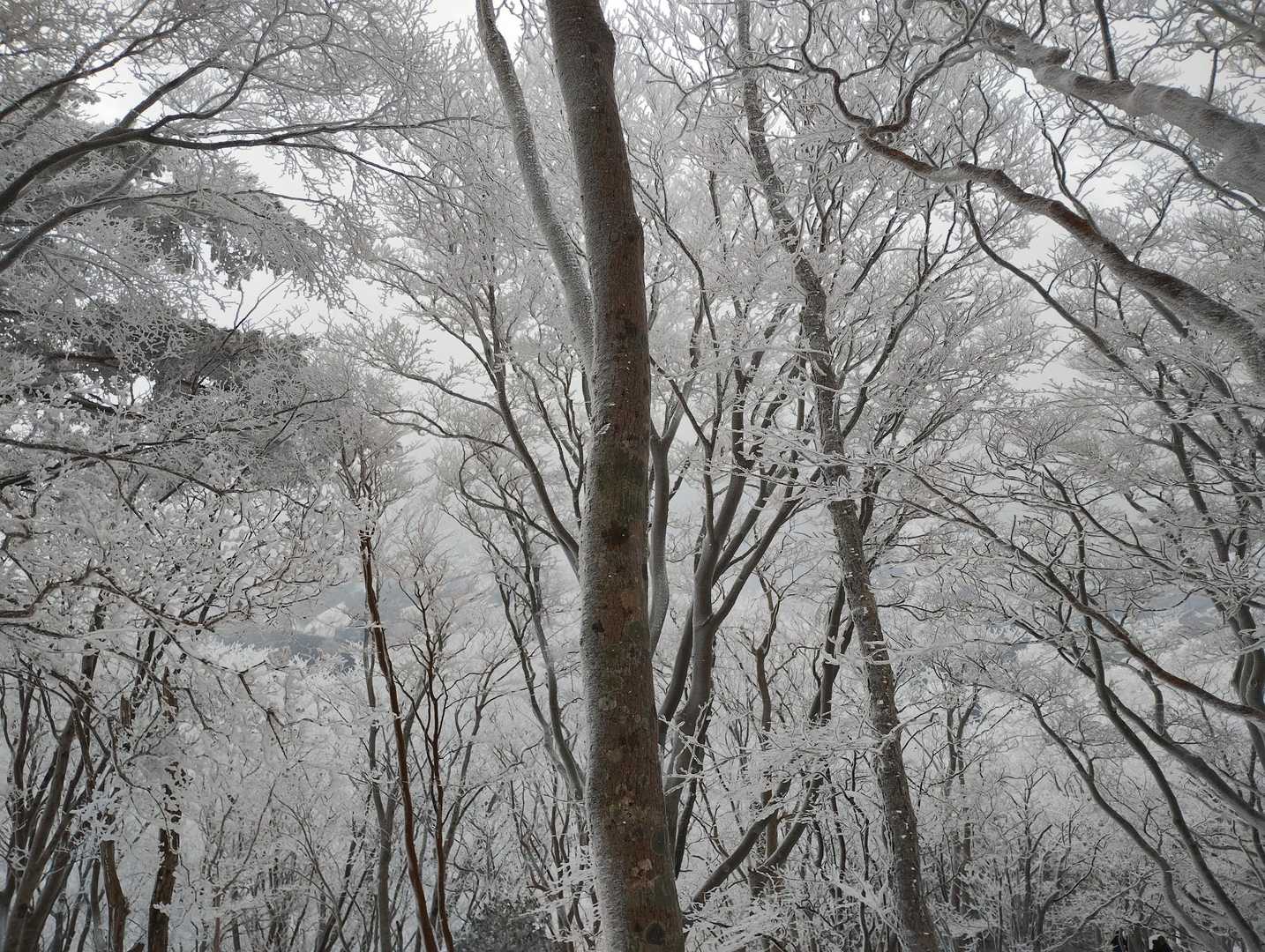小峠を超えると、霧氷の世界が広がっていました…✨
凄く幻想的❄