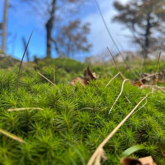 地面は苔