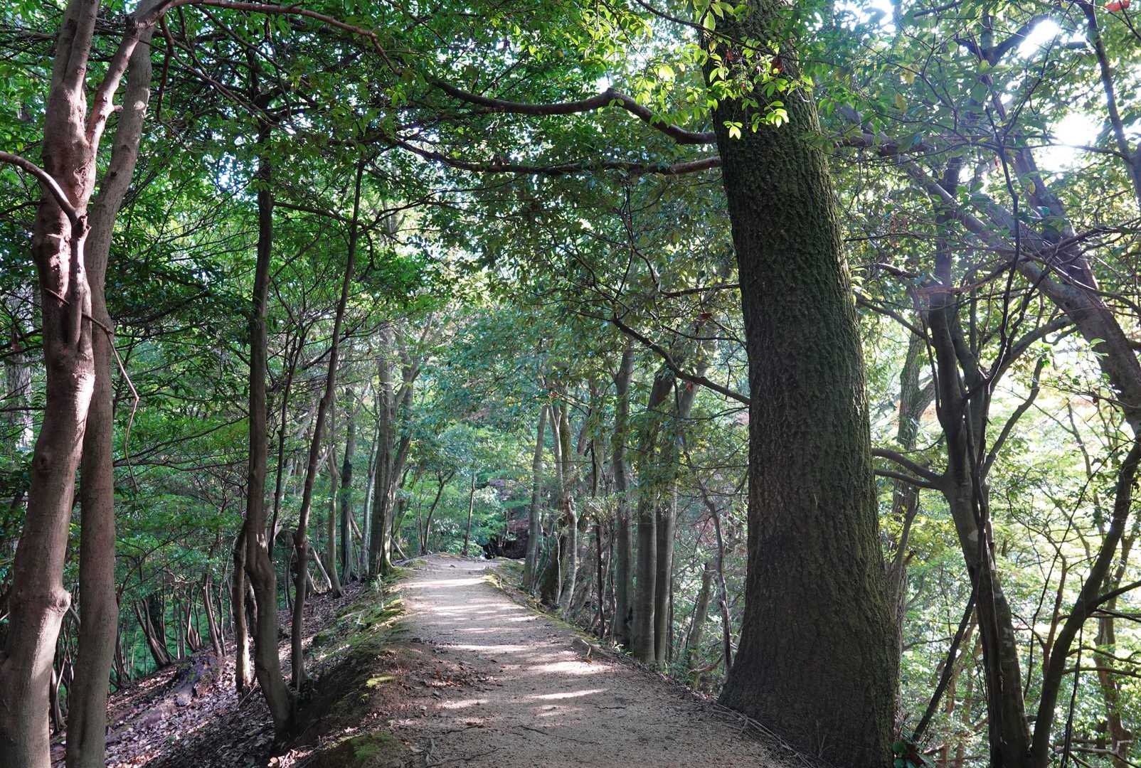 比叡山 | 歴史と自然が交わる、京都北山の縦走路の写真