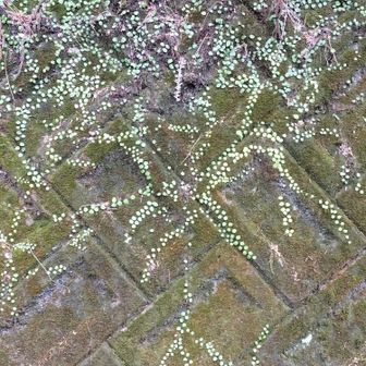 熊野古道 小辺路 なんか模様になっていたマメヅタ。
面白い😁