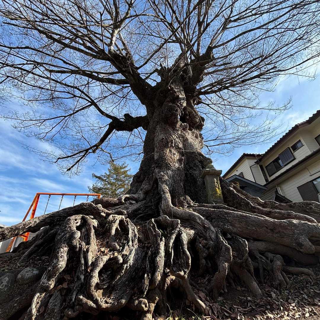 【鶴島のムクノキ🌳】
なんと樹齢は約700年だそうです！
つまり上皇陛下約8人分って事なんです😙