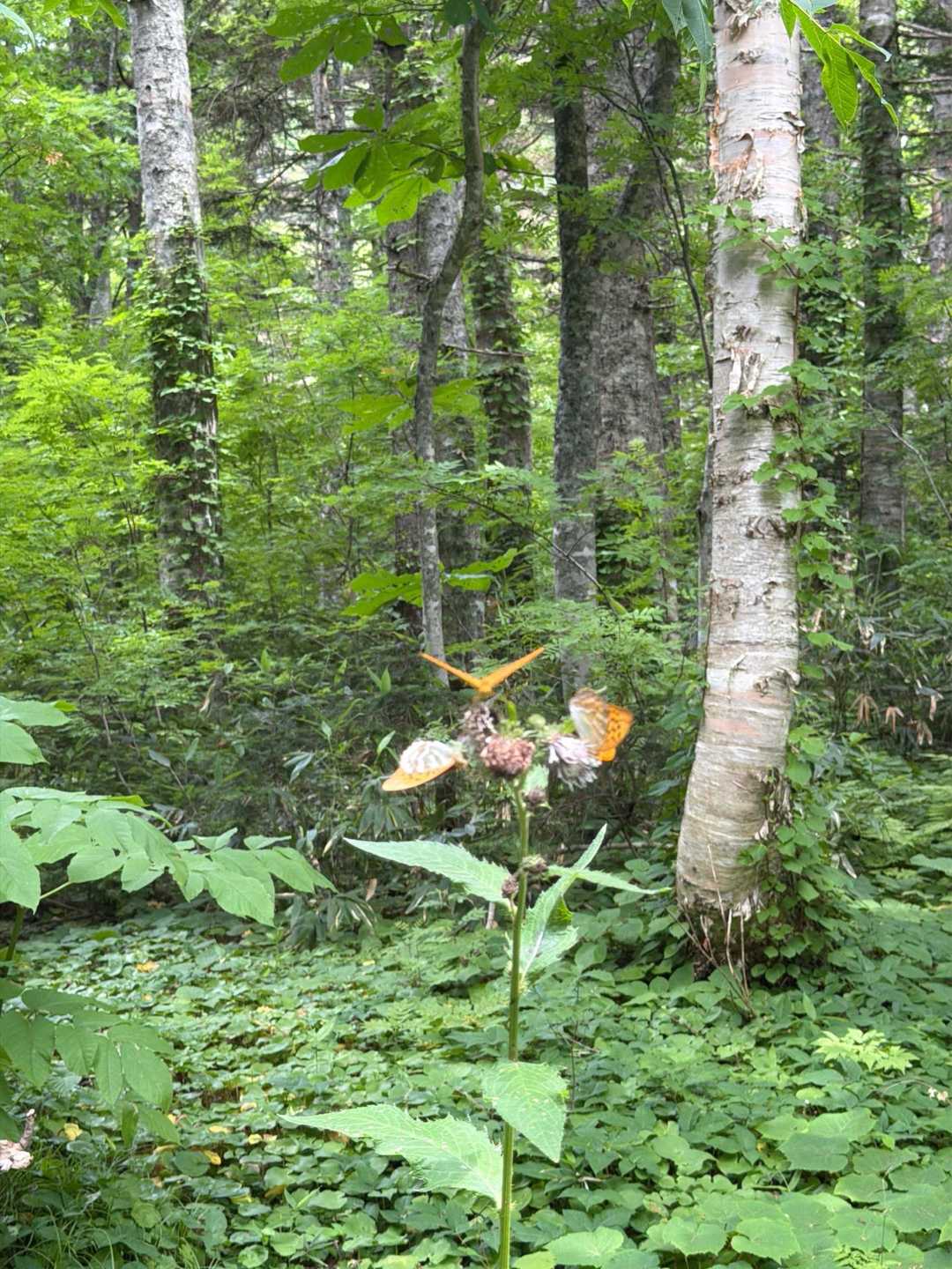 高山蝶🦋が、アザミに群がってますの