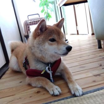 しば犬しば太郎