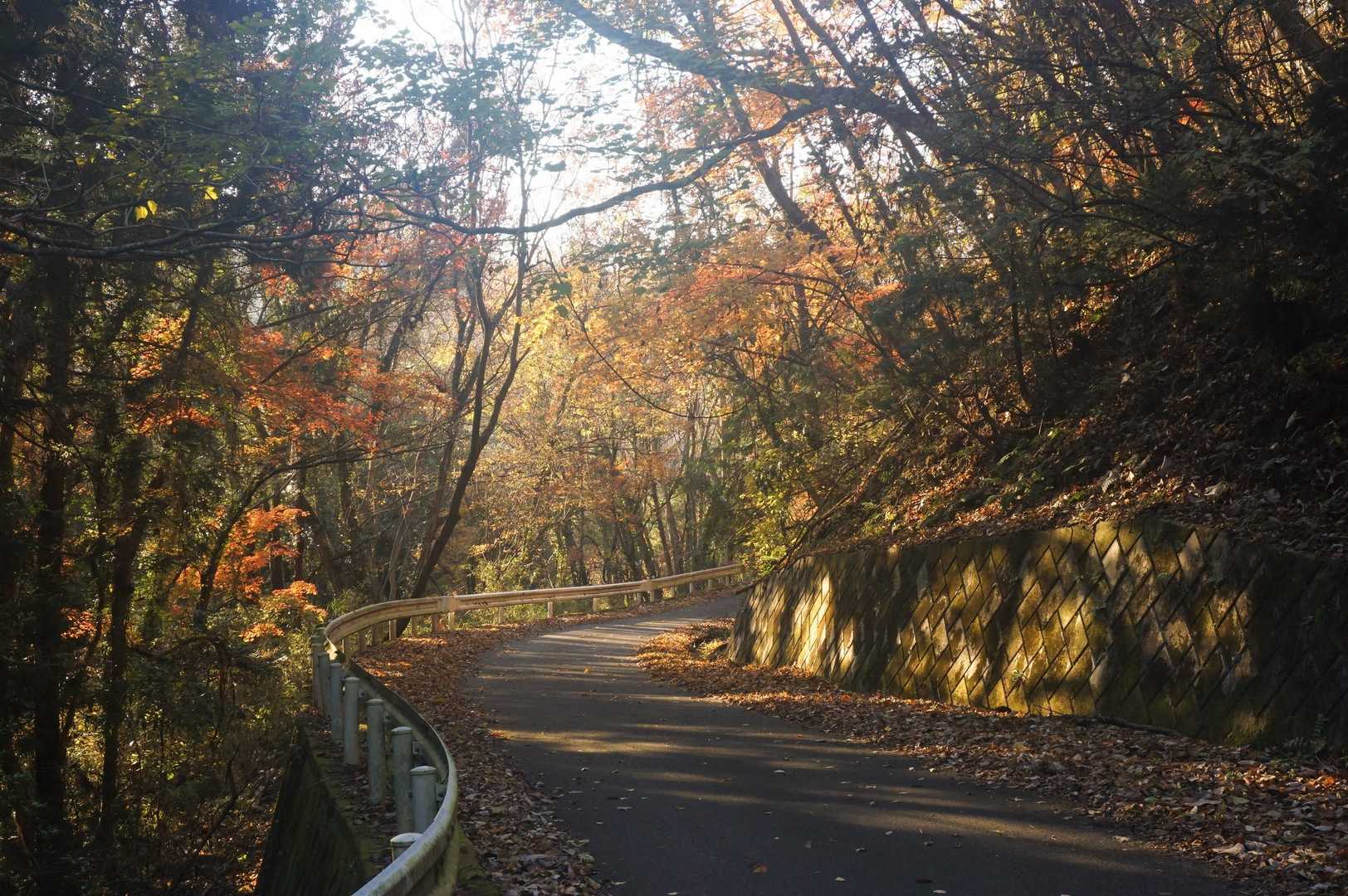キラキラなんだもん！
ちょうどこの頃木の隙間からチラチラ見えるトンガリ山が気になってヤマレコで調べたら…横隈山でビックリした🫢