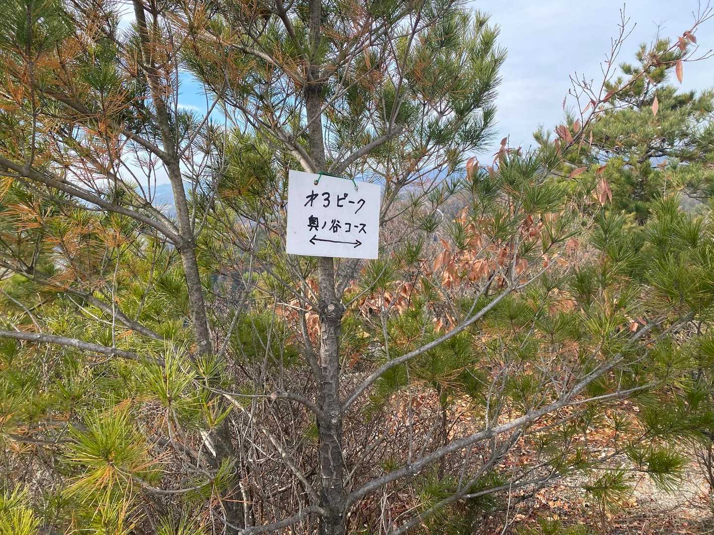 第2ピークはとばしてしまいました