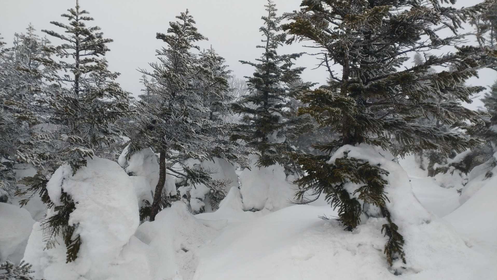 赤倉岳山頂
木が密生していて歩きにくい！