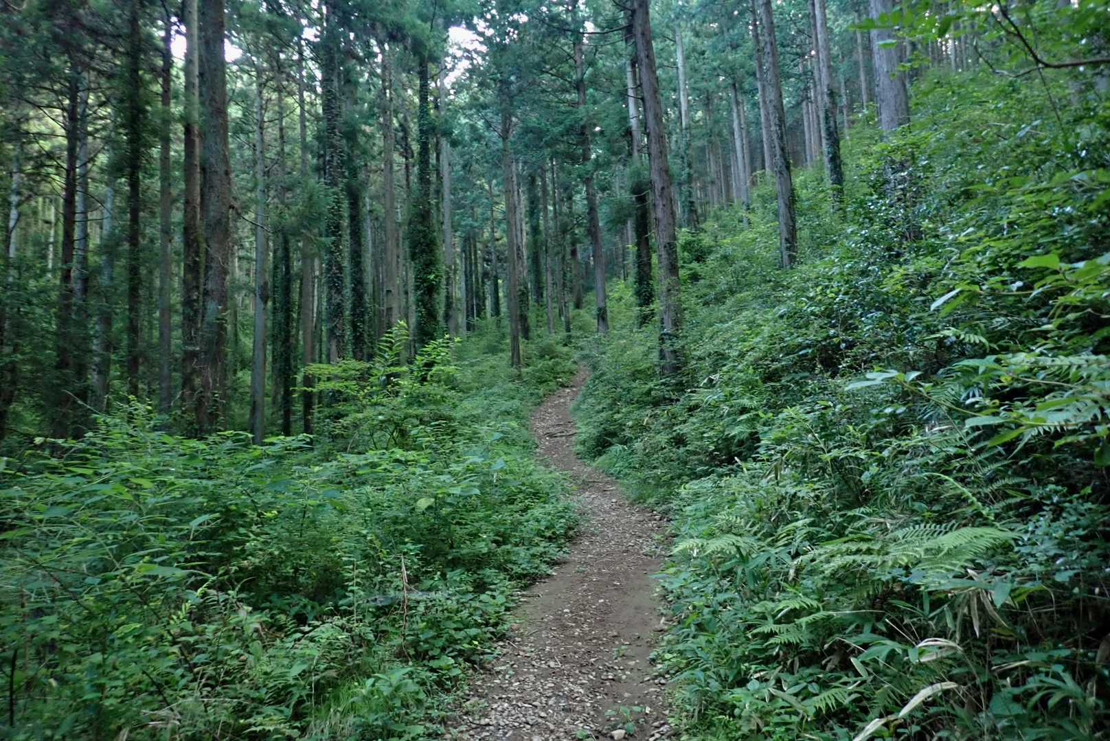 夏の低山登山道って感じ🌲