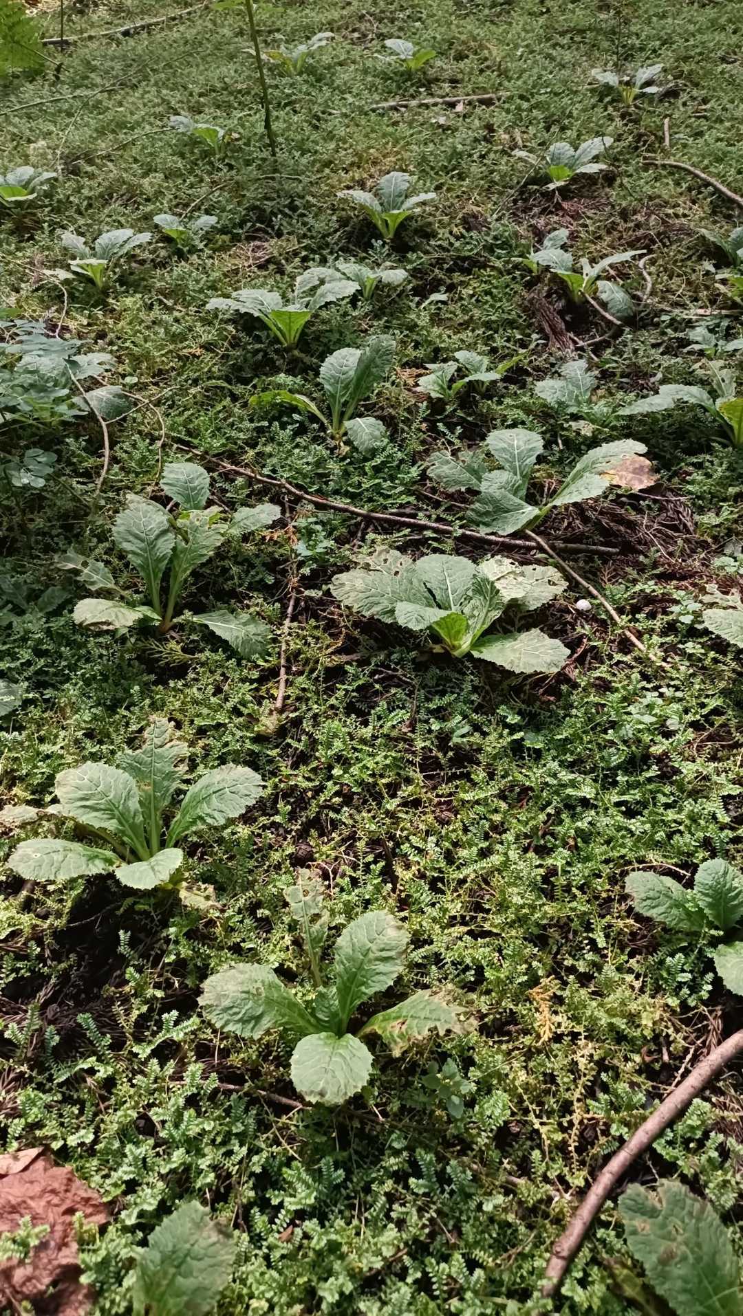 クリンソウの群生地がありました💞