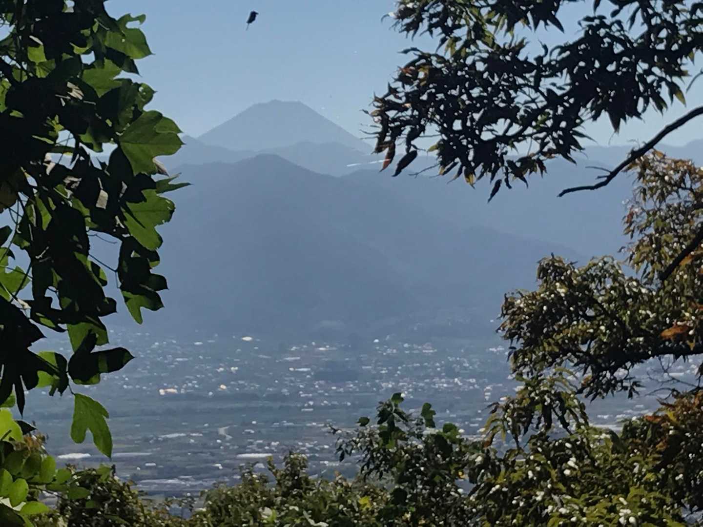 木々の間から富士山