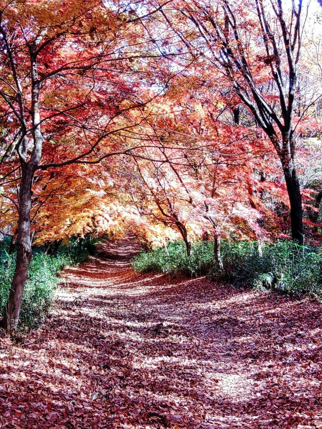 天神山入口-天神山 往復コースの写真
