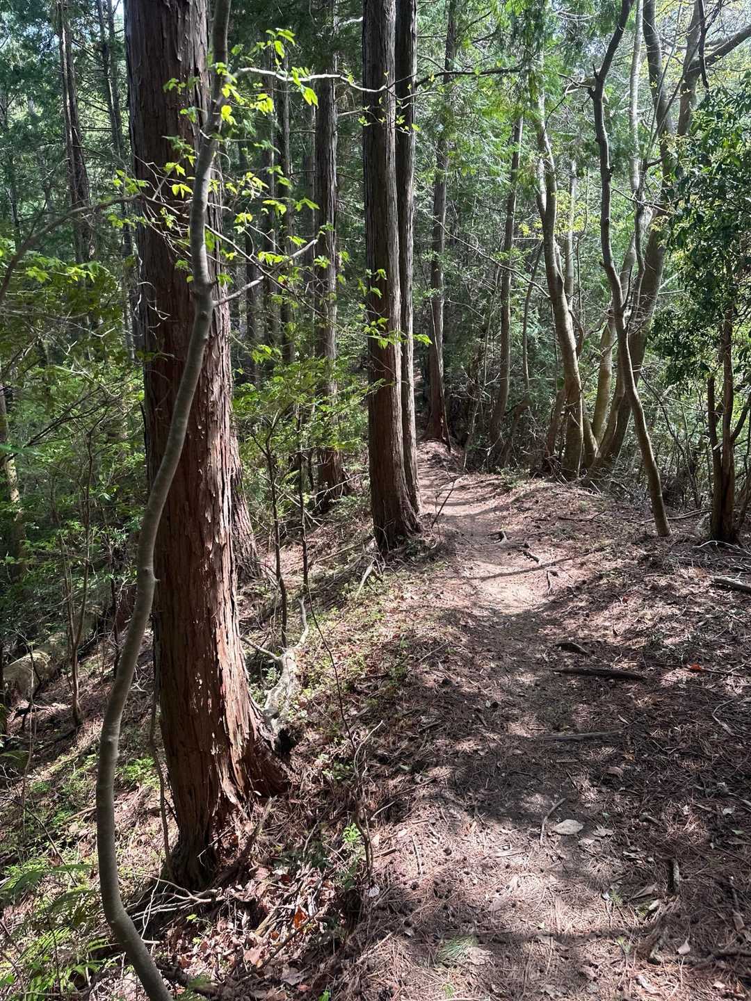 鷹峯源光庵前バス停-釈迦谷山-京見峠-上ノ水峠-仏栗峠-福 縦走コースの写真