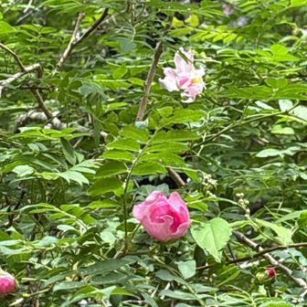 ふっくら開きかけが可愛い😍
5弁の一日花🌸関西では出会えなぃ花✌️