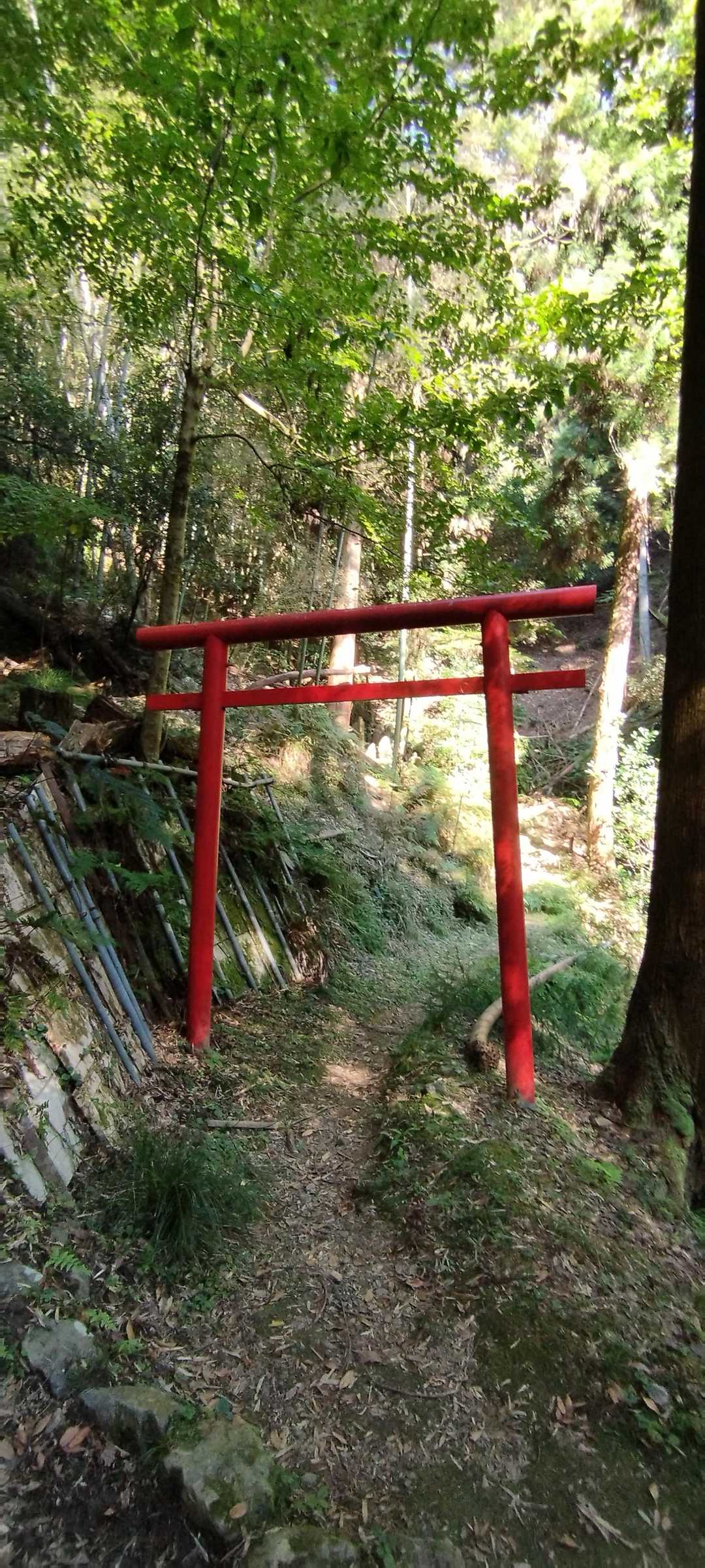 若山 往復コースの写真