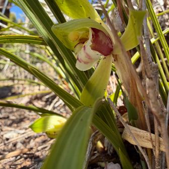 シュンランさんこんにちわ😊