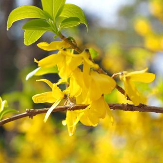 レンギョウの鮮やかな黄色