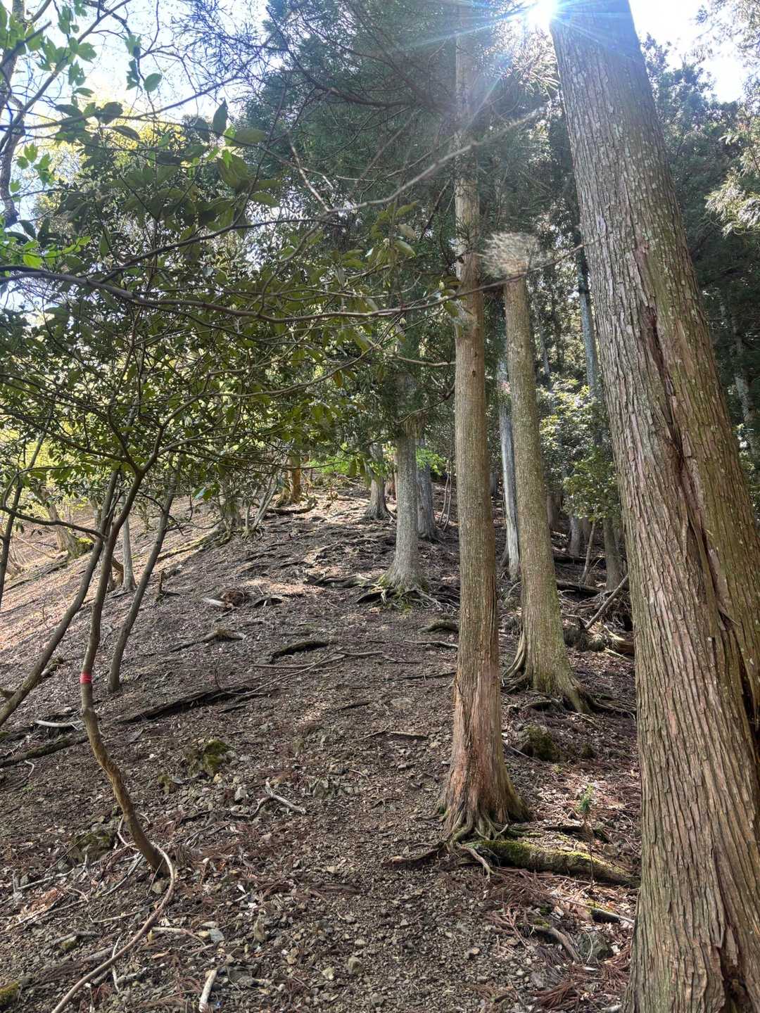 貴船神社 -舟伏山 往復コースの写真