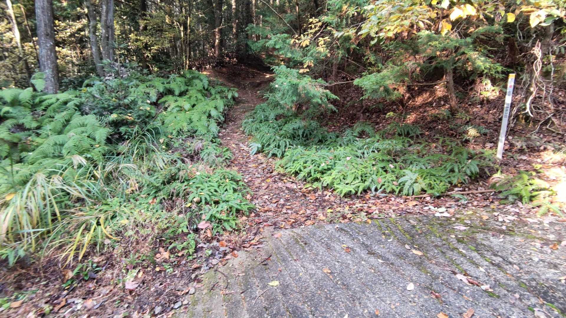 暫く歩いてたら気がつけば山道突入！
薬王坂とか名前からしてやな予感(；´Д｀)