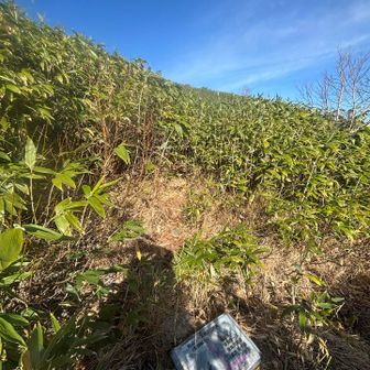 元山コースは笹薮で埋まっている🥲