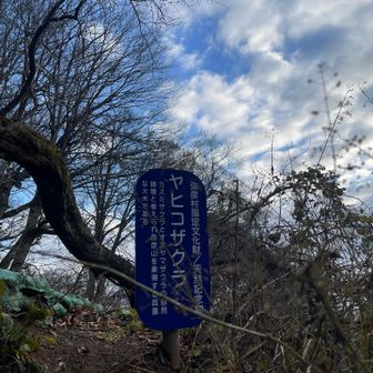 春に見にきたいな🌸