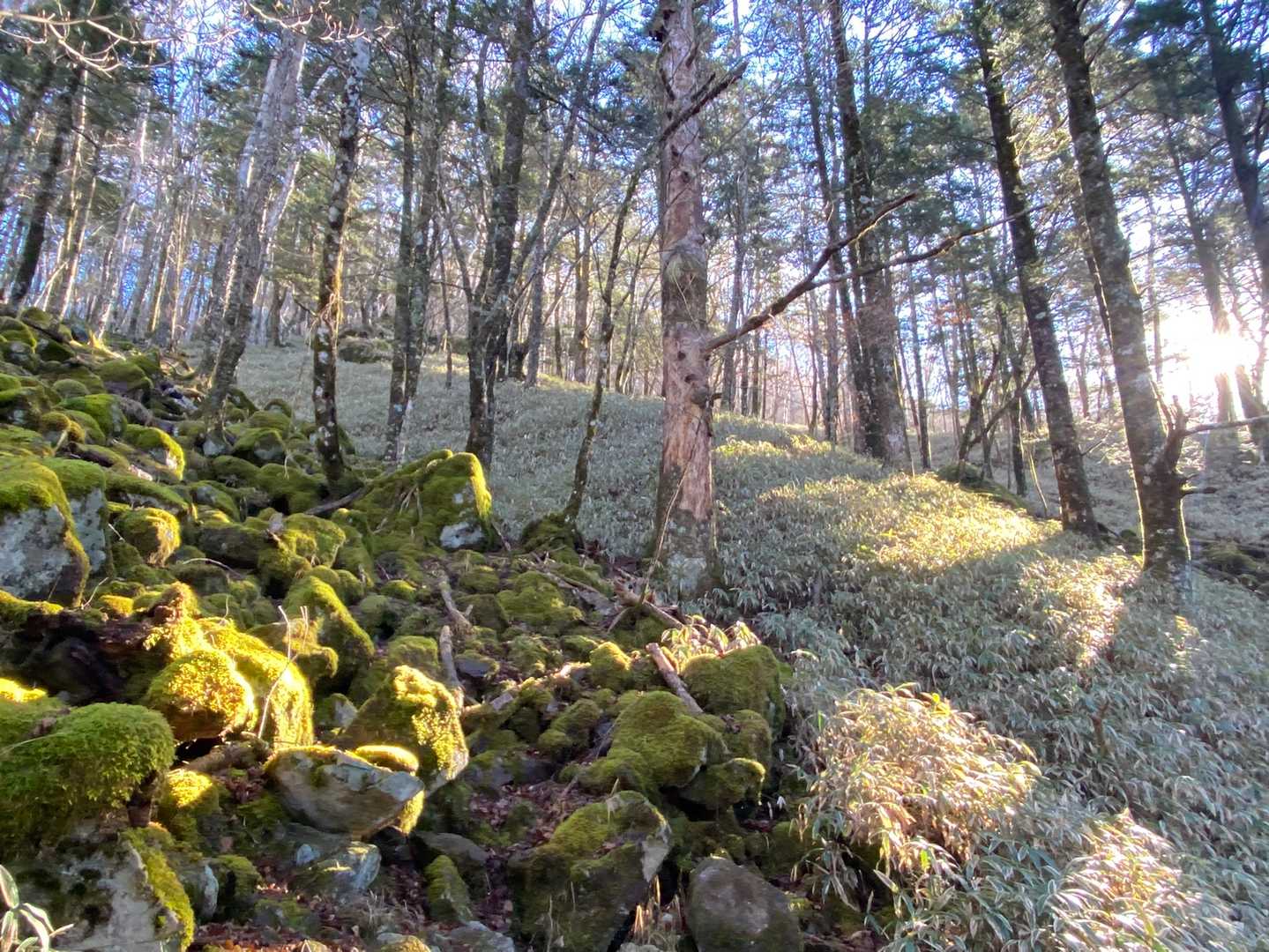 笹と苔岩