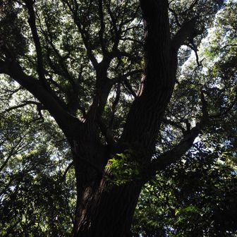 こちらも立派な椎の木🌳