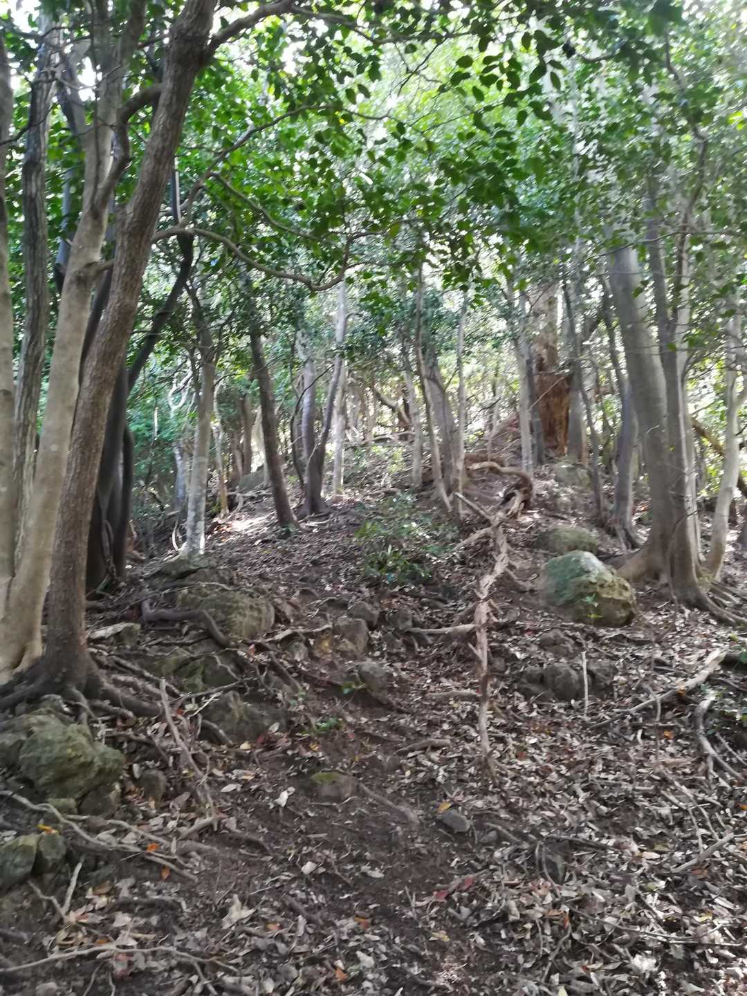 登山道が崩れた所から、道を外れ尾根に上がりました。
マップの徒歩道で、問題なく歩けます。😁