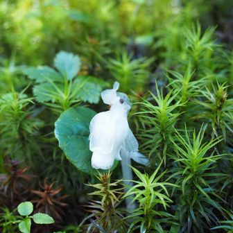 ギンリュウソウ

森の妖精、いや幽霊。
葉緑素がないから真っ白🥺

【見分け】
・全体が半透明の白
・花の奥に濃い青紫の「目」
・落葉と菌に頼って生きる菌従属栄養植物