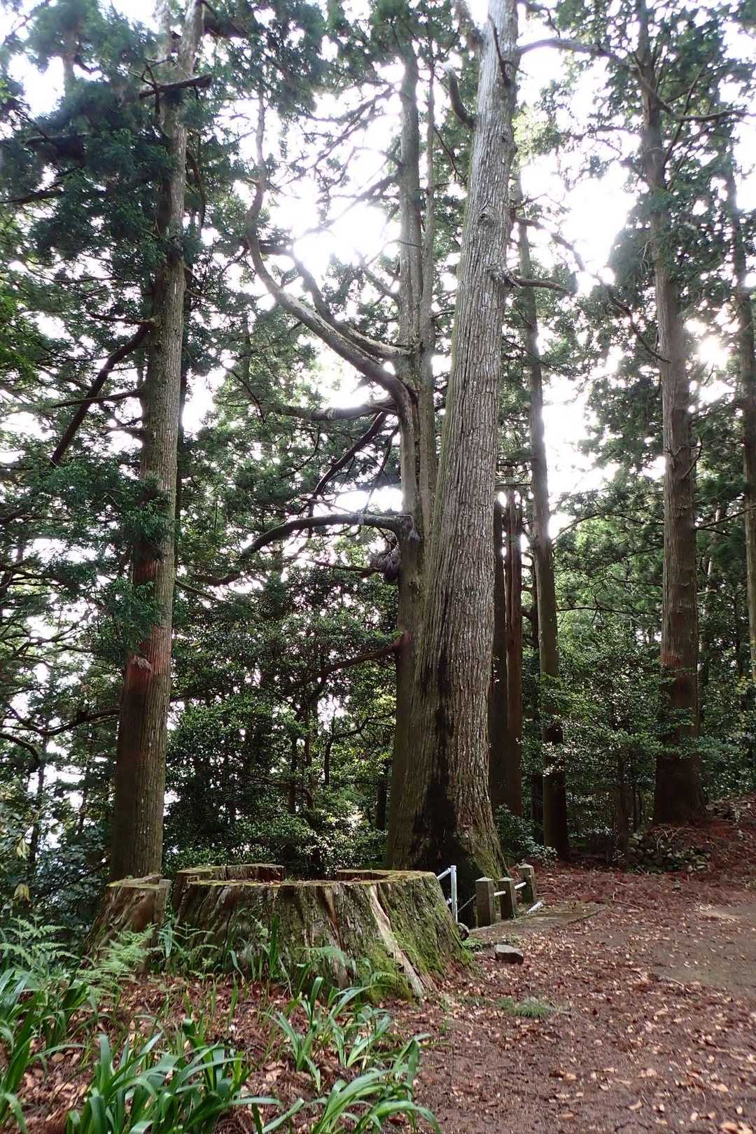 居尻バス停-大尾山 往復コースの写真