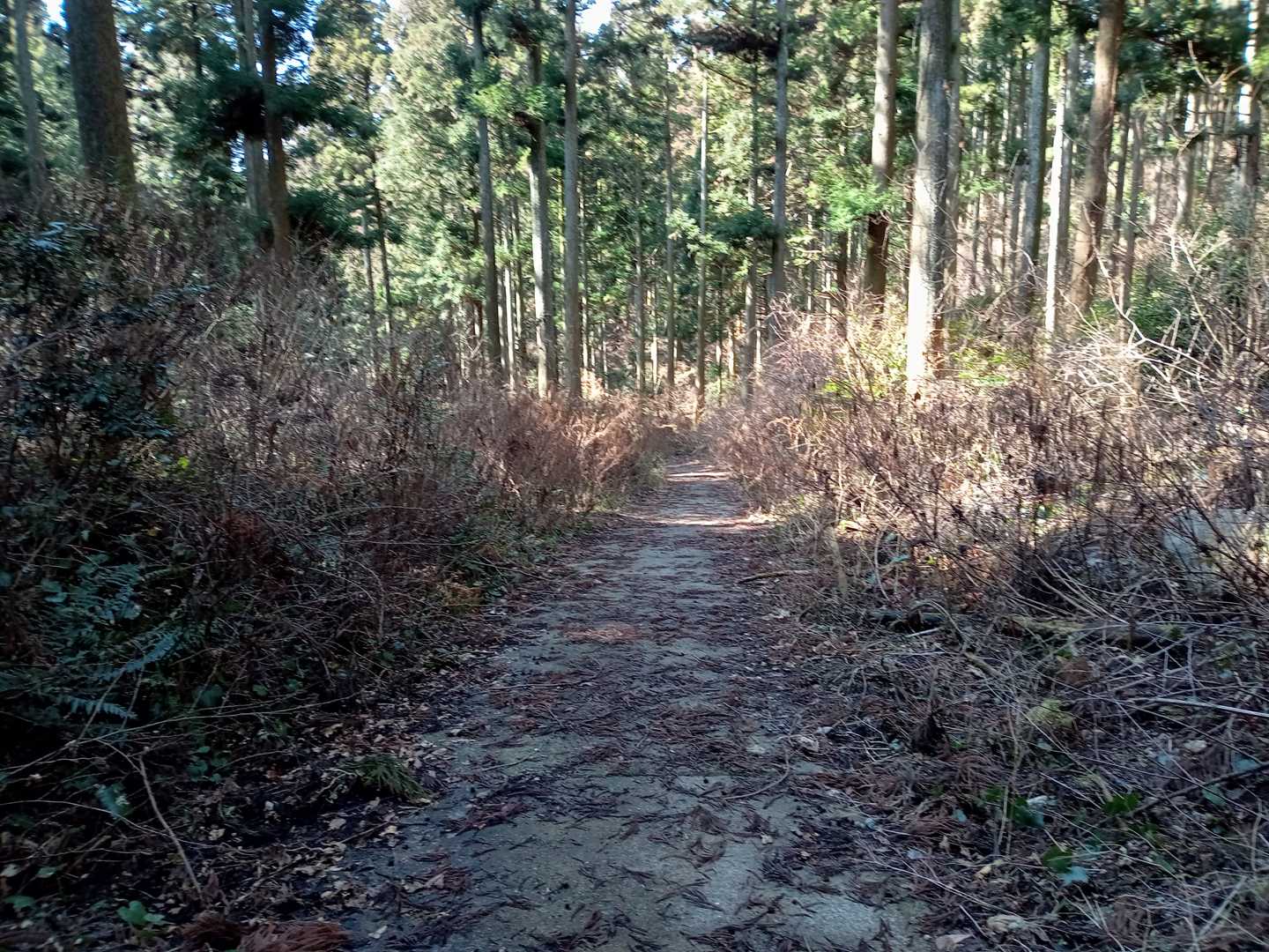 退屈な林道を歩きます。