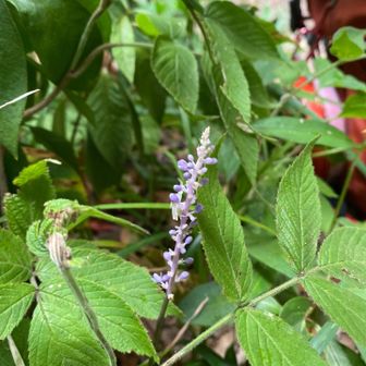 花のない時期。
ヤブランの花一輪。