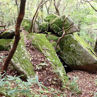 胎内潜り上から
