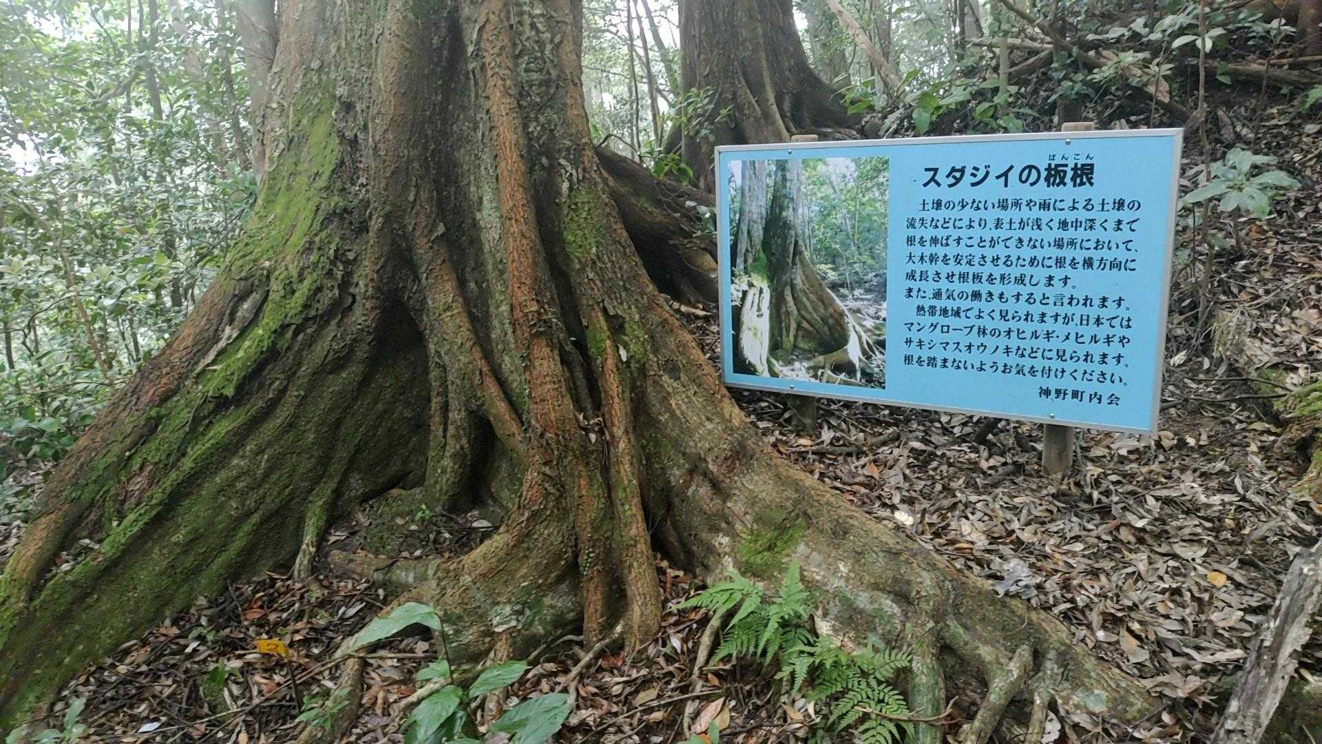 前岳 往復コースの写真