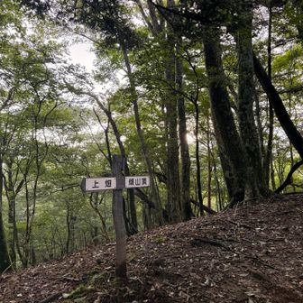尾根にでたら明るくなってきた。風が気持ちいい